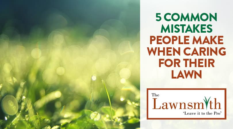 5 Common Mistakes People Make When Caring for Their Lawn