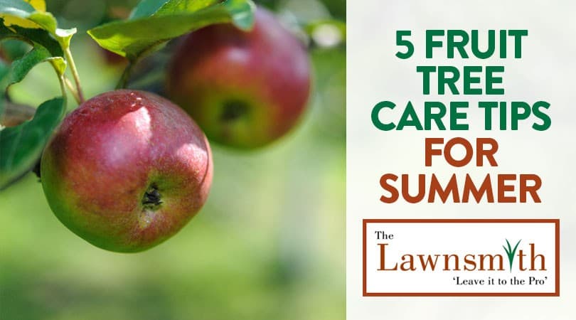 5 Fruit Tree Care Tips for Summer