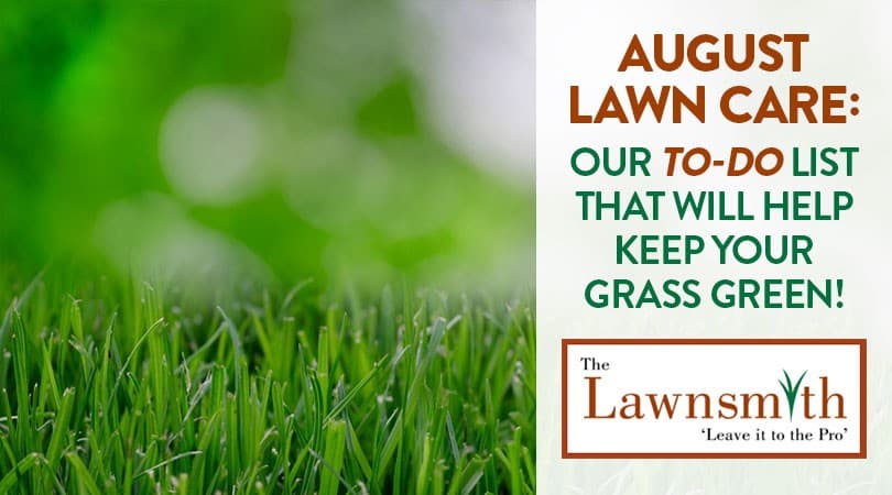 August Lawn Care: Our To-Do List That Will Help Keep Your Grass Green!