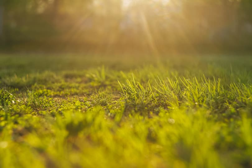 Beat the Heat: 5 Ways to Keep Your Minneapolis Lawn Happy This Summer