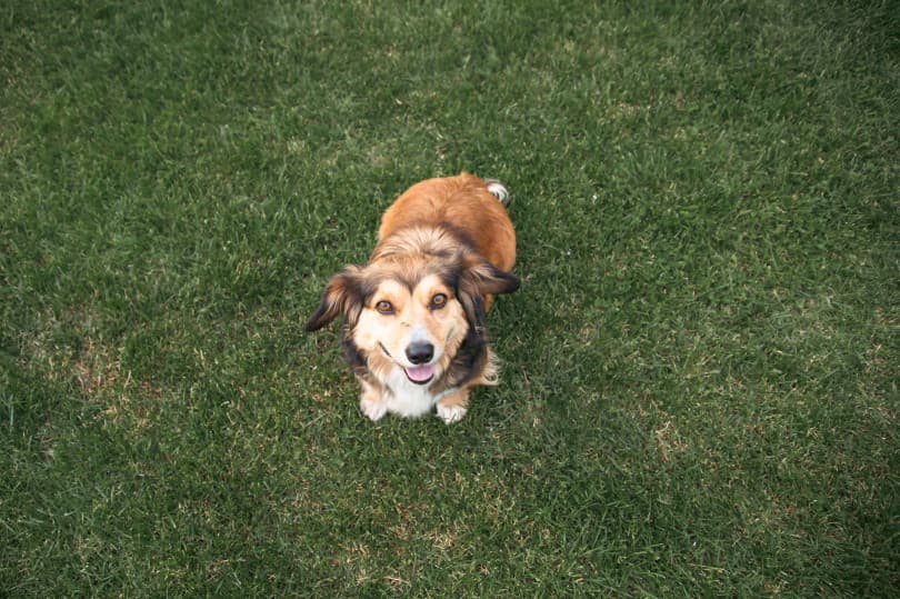 Pet Waste and Your Lawn: What’s Really Going On Out There?