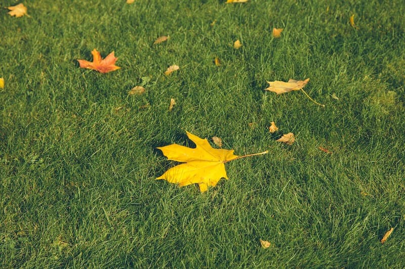 November lawn fertilization strategy for Minneapolis homes