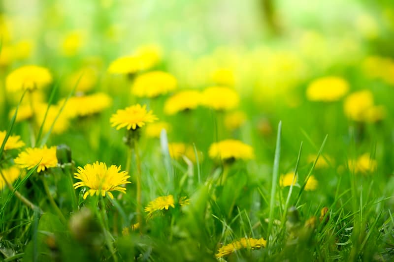 Spring lawn care reality in Minneapolis with thawing conditions