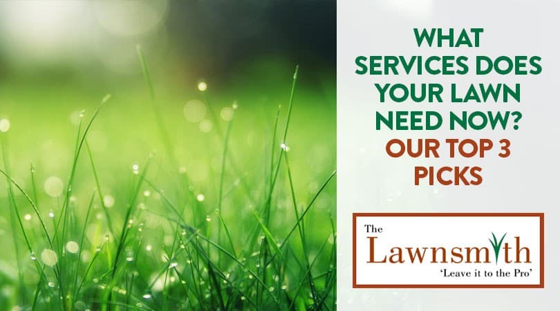 What Services Does Your Lawn Need Now? Our Top 3 Picks