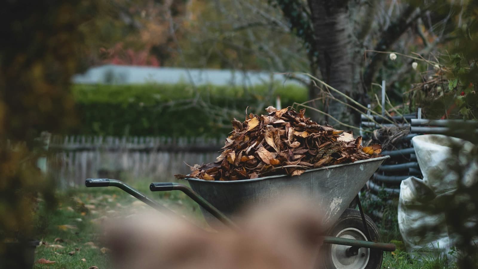 Wheelbarrow filled with leaves for seasonal cleanup service