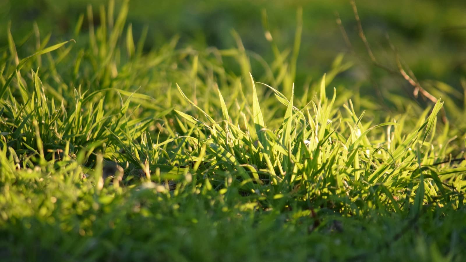 Close-up turf texture representing aeration and root-zone airflow