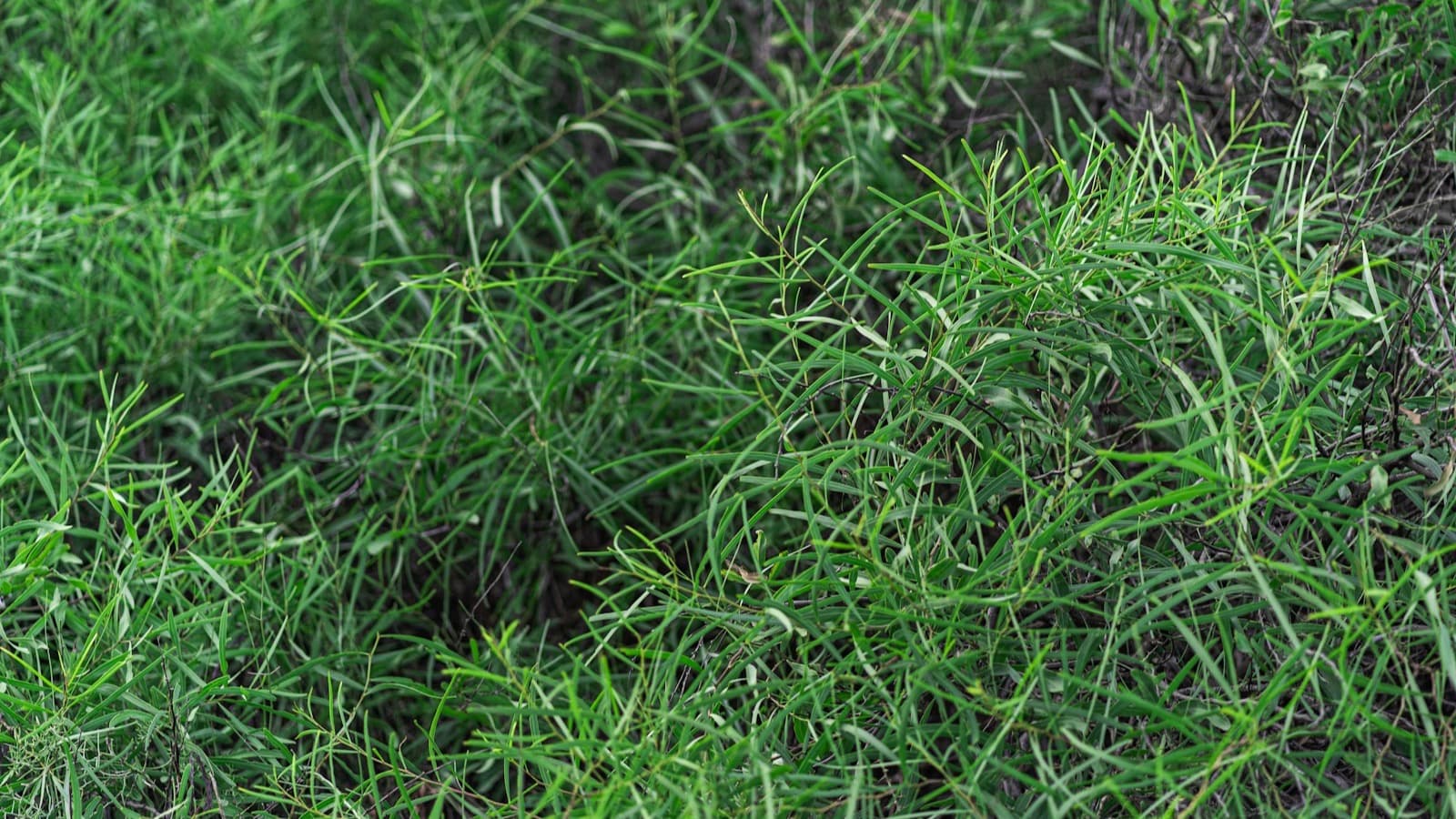 Thick green grass showing fertilized lawn growth