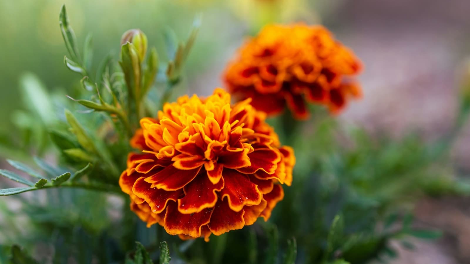 Close-up of ornamental bed growth targeted during hand weeding