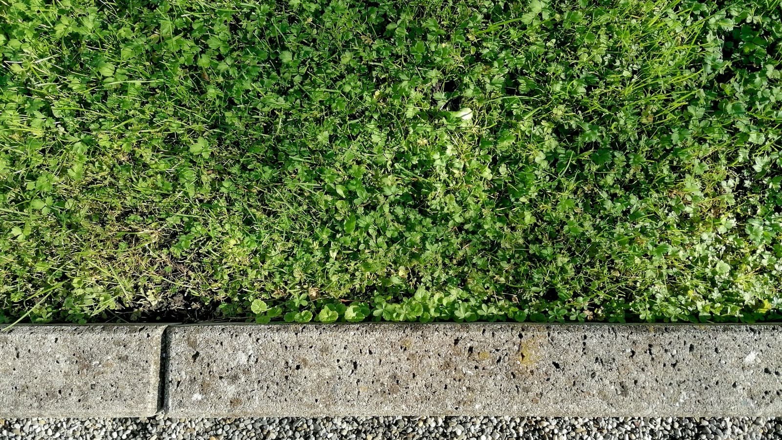 Defined grass border along a hardscape edge