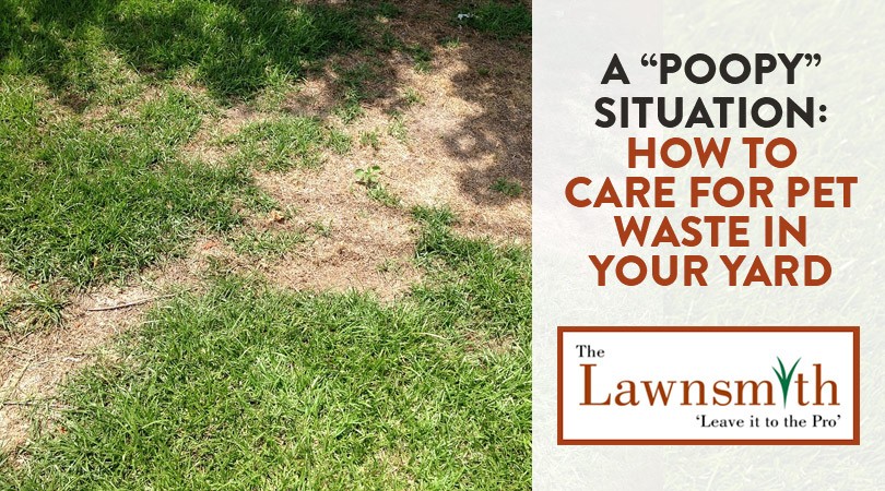 can you lawn mow over dog poop